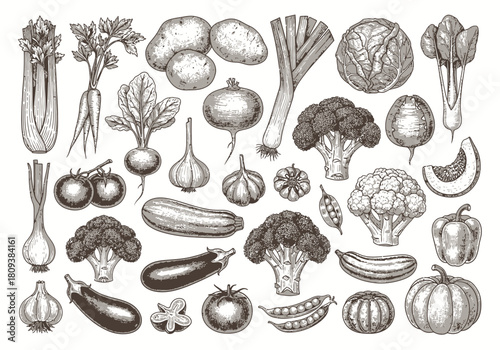 Vintage Vegetable Engraving Set: Hand-Drawn Farmers Market Produce Illustration