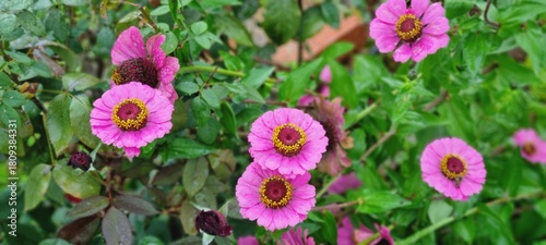 Bright Pink Zinnia Flowers in Lush Garden
