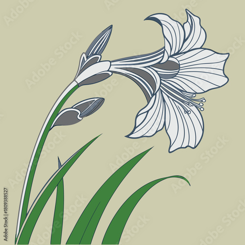 x-ray-image-of-japanese-iris-flower.eps