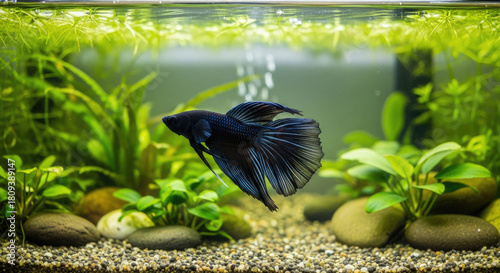 Elegant Black Betta Fish Swimming Gracefully in a Beautiful Freshwater Aquarium with Lush Green Plants and Natural Decorations, Creating Serene