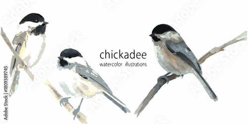 Watercolor illustration of three chickadees perched on branches isolated on white
