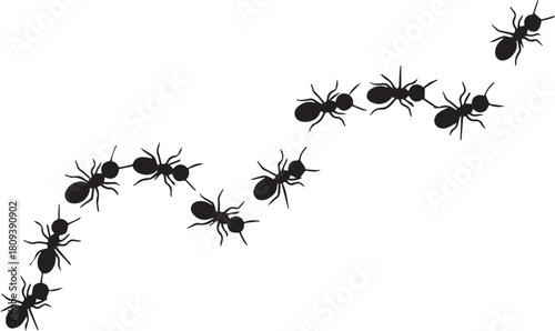 Black ants marching in a curved line on white insect