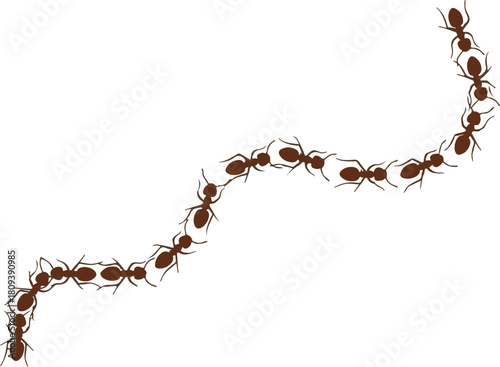 Chain of Ants Walking in a Curved Line insect pest