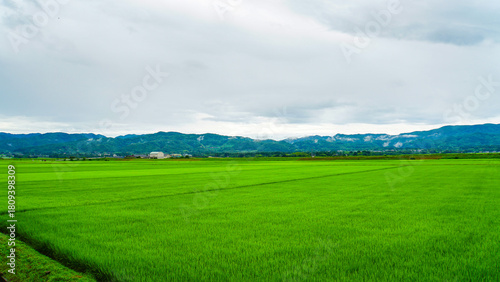 曇り空の下に広がる一面緑色の田んぼ