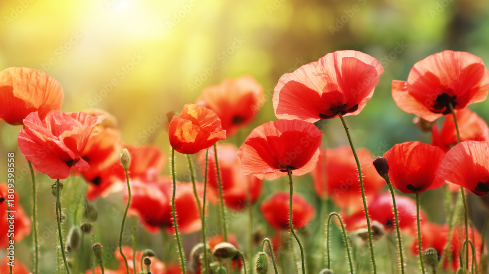 Fototapeta premium Field of poppy flowers swaying in gentle breeze, botanical tranquility scene. gardening catalogs, home-decor guides, designed for home decor and floral branding.