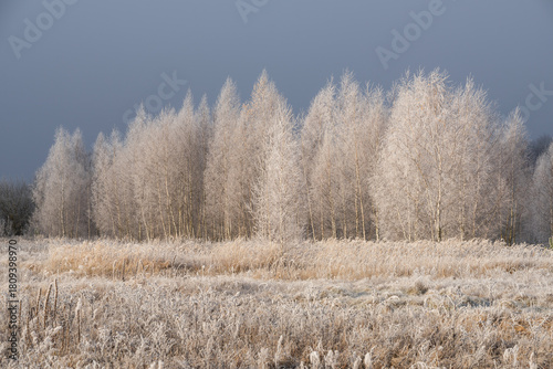 Wallpaper Mural Hoarfrost-Covered Birch Grove Under Dark Sky Before Snowfall Torontodigital.ca