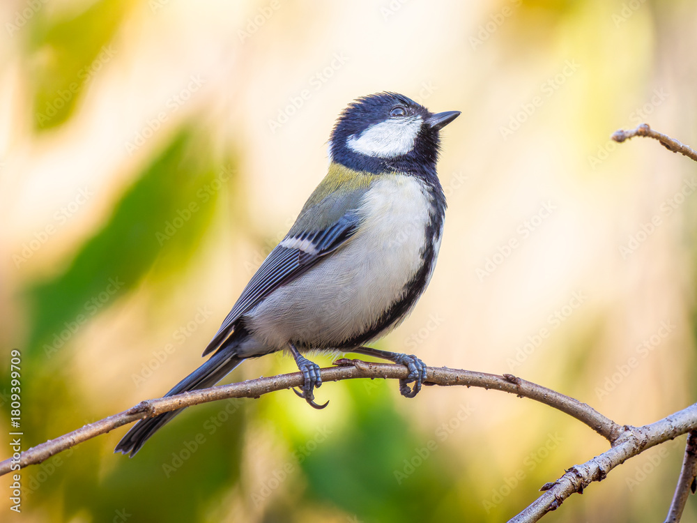 Obraz premium 枝にとまるシジュウカラ