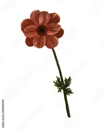 Quadro su tela Anemone flore, Anemone flore rotundiore, Anemone lutea, Anemone hortensis, Varia