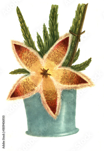 Fotografija Purgierwinde, Apocynum Scammoneae facie - Apocynum seu Frittilaria Crassa minor