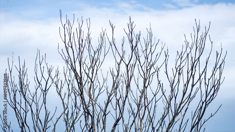 Obraz premium twig. Leafless tree branches against winter sky, clean silhouettes, natural patterns. lifestyle magazines, social media lookbooks, designed for influencer and brand collaborations, used by teachers.