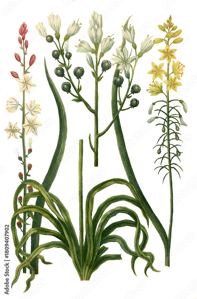 Fototapeta premium Asphodelus albus ramosus, Asphodelus albus minor, Asphodelus luteus minor, Pflanzen aus einer Pflanzengattung in der Unterfamilie der Affodillgewächse, Affodil