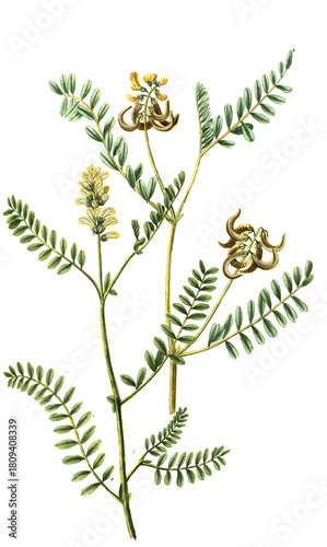 Bild auf Leinwand Astragalus laguninosus und Astragalus siliqua curva, Pflanzengattung in der Unte