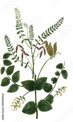 Foto Astragalus sylvestris major und Astragalus anuus peregrinus vel sera leguminosa,