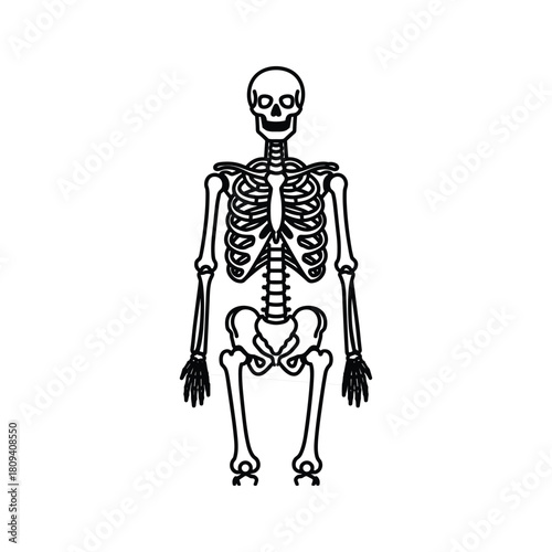 Human skeleton illustration, full body anatomical structure, medical diagram isolated on
