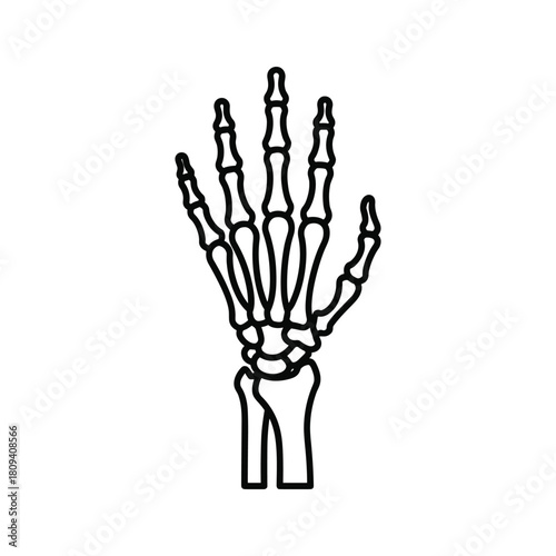 Human hand skeleton illustration, anatomical structure of bones, medical diagram isolated on