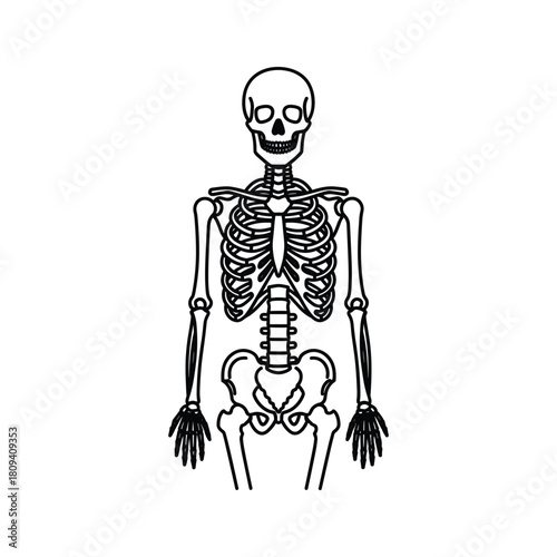 A line art illustration of a full human skeleton, an anatomical representation of the bone structure, isolated on