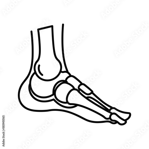 Human foot skeleton outline, illustrating anatomical structure of bones and joints, isolated on