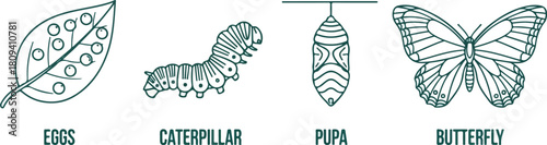 Life Cycle of a Butterfly Eggs Caterpillar Pupa and Adult.