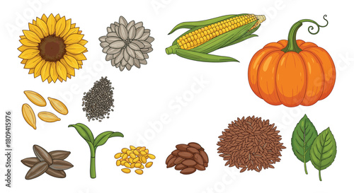 Collection of various farm seeds and grains including corn pumpkin and sunflower seeds.