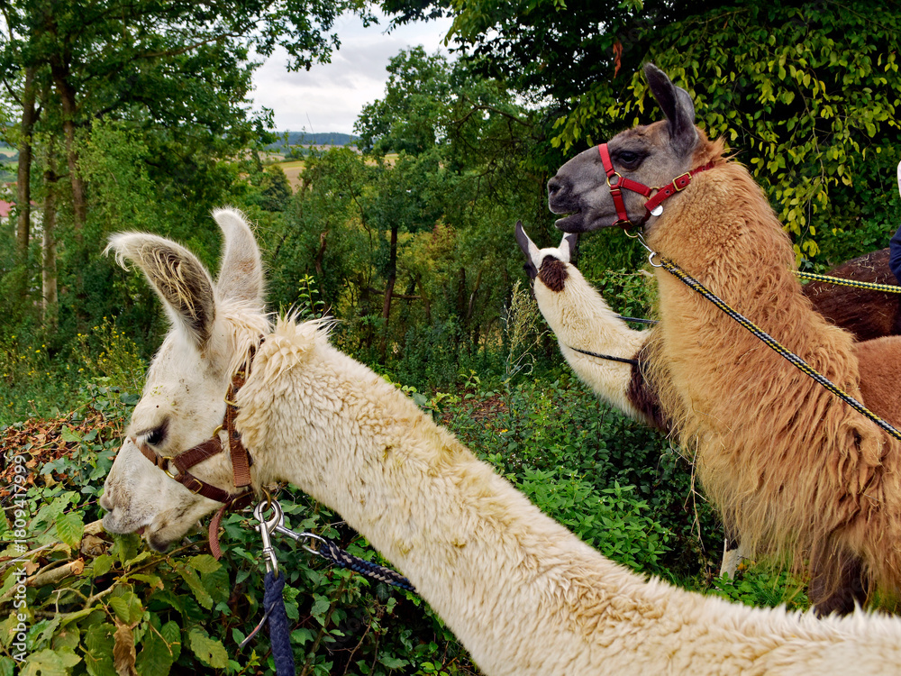 Obraz premium auf geht's zur Alpakawanderung im Weserbergland