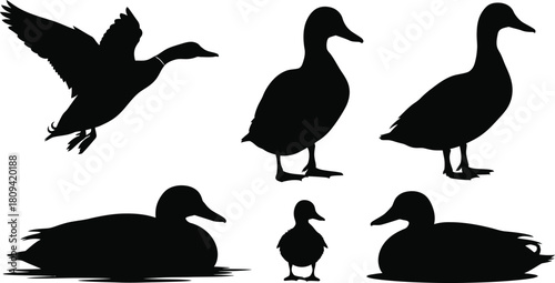 Silhouette collection of ducks in various poses on white background