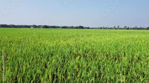Green rice field in india. Indian rice farming close up view.
