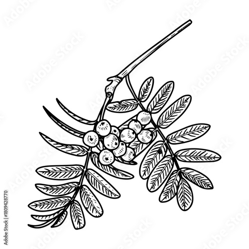 Rowan branch with berries. Hand drawn sketch vector. Tree leaves and fruits. Autumn season. Natural plant. Botany, flora. Botanical illustration. Engraved line art.