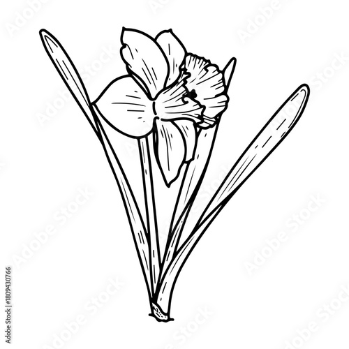Narcissus flower with leaves. Sketch vector hand drawn. Blooming bud. Spring season. Garden bulbous plant growing from the ground. Botany, flora, nature. Botanical illustration. Engraving line art.