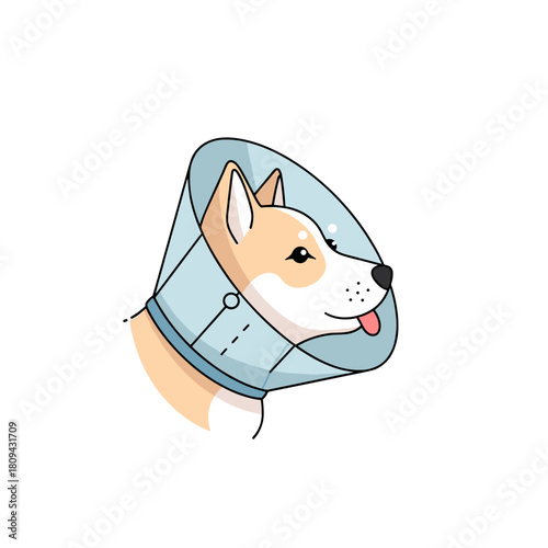 Dog wearing a surgical cone looking happy on a plain background  