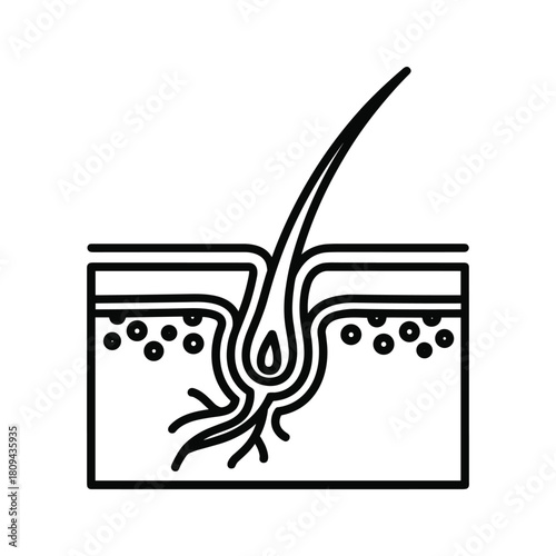 Illustration of hair follicle in skin, isolated on for medical or beauty content