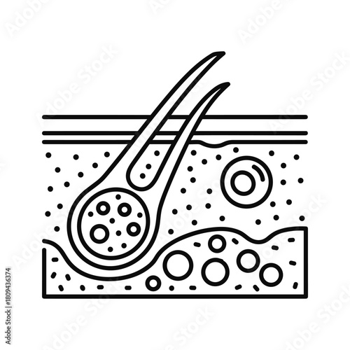 Line art illustration of a hair follicle structure showing the layers isolated on