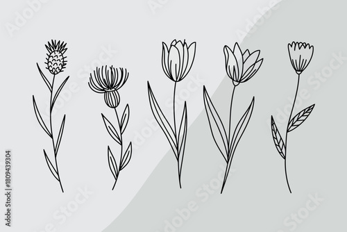 Bilde på lerret Hand drawn botanical illustrations of thistles and tulips