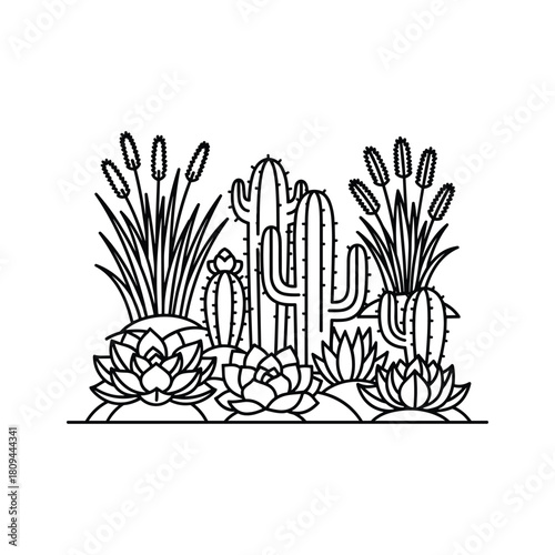 Arrangement of diverse cacti and succulent plants in a desert garden