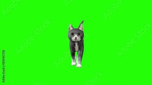 Black cat walk green background