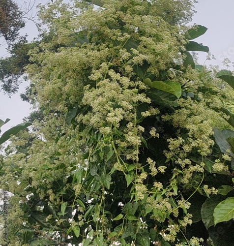 Blossom clusters on a green vine