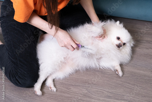 Woman kneeling on floor gently brushing thick white fur of a Pomeranian spitz dog lying on its back, illustrating pet grooming routine and maintenance