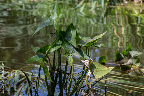 Schilderij op canvas Common arrowhead plant thrives in wetland habitat showcasing vibrant green folia