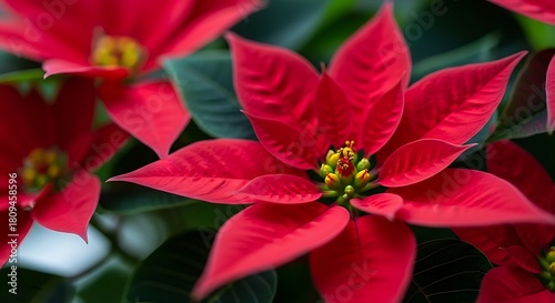 A closeup shot of vibrant red poinsettia flowers in full bloom, showcasing their intricate petal structure and festive holiday season association