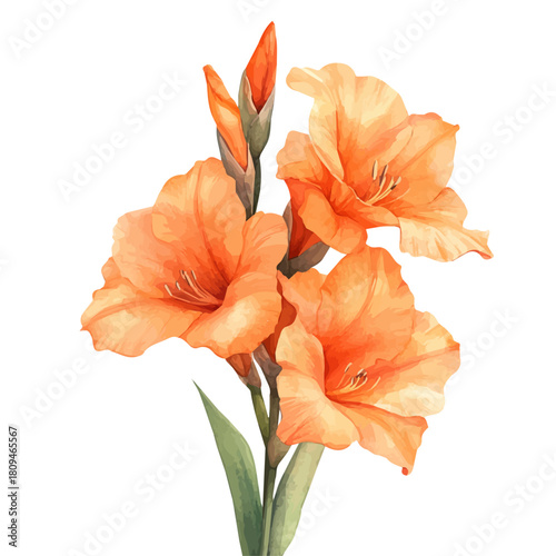 Gladiolus Flower, watercolor drawing vector, isolated on a white background.