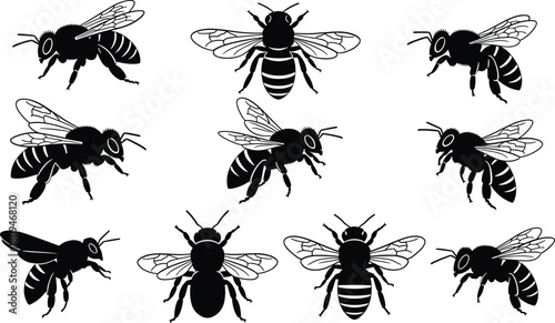 WebDetailed silhouetted honey bee collection vector illustration showing multiple flying and standing poses, insect anatomy outlines, pollinator icons for nature, biology, and environmental design