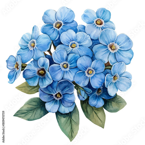Forget-Me-Not Flower, watercolor vector, isolated on a white background.