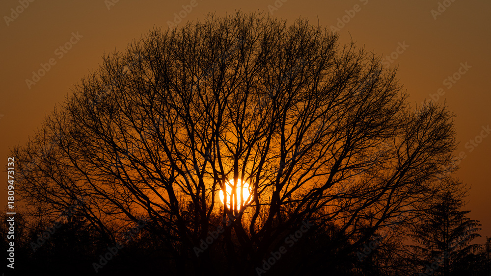 Obraz premium Sunset behind big tree silhouette
