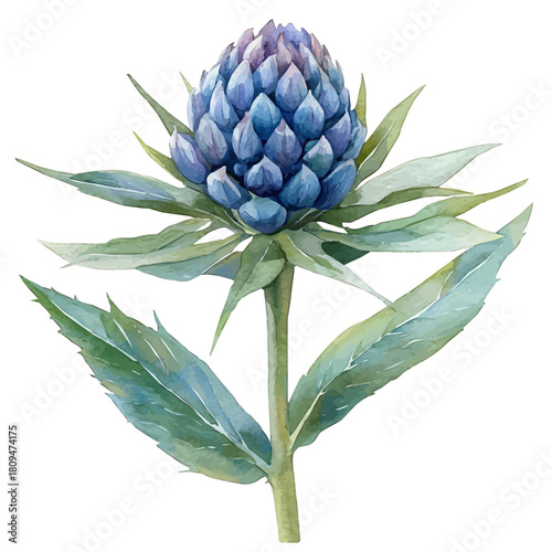 watercolor vector of Eryngium Flower, isolated on a white background.