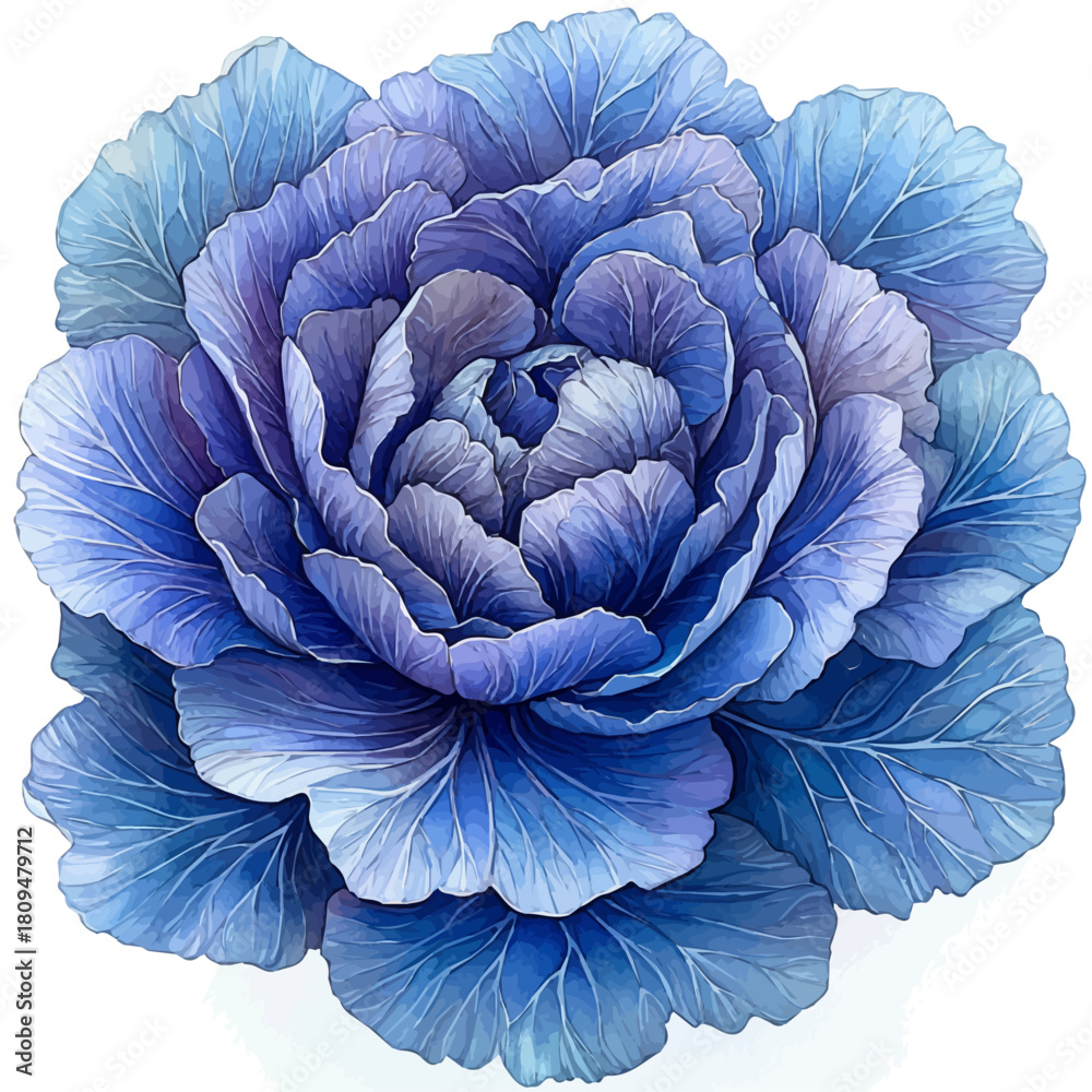 Fototapeta premium Dusty Miller Flower, watercolor illustration vector, isolated on a white background.