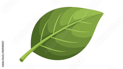 A green leaf with a stem and visible veins