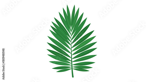A green palm frond with pointed leaves
