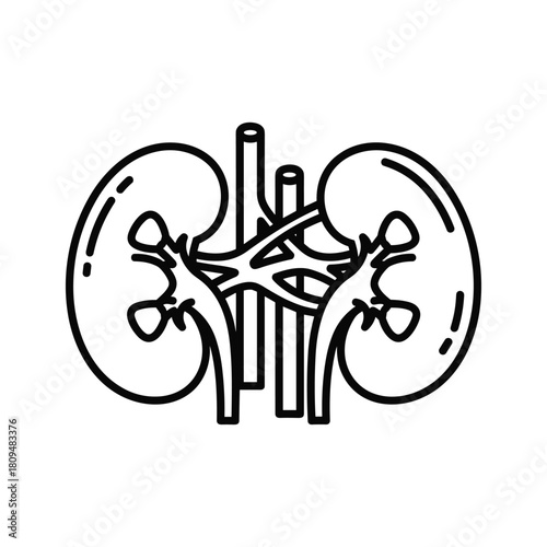 Human kidney icon isolated on, representing renal health and medical illustration