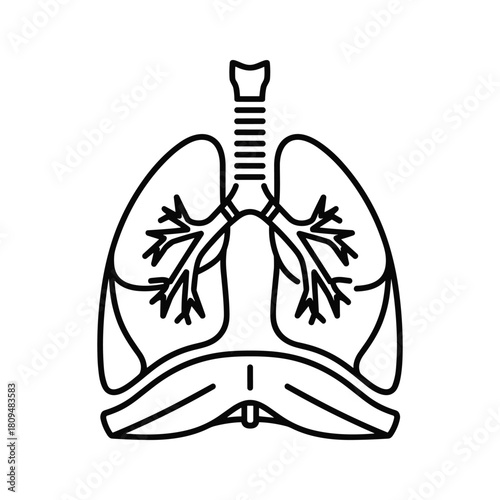 Illustration of human lungs isolated on, vital organs for respiration and oxygen exchange