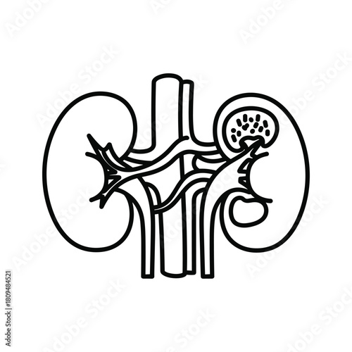 Illustration of human kidneys, isolated on perfect for medical and educational purposes