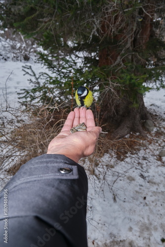 Winter forest, a person feeds a titmouse from their hand — a moment of trust between nature and humans.